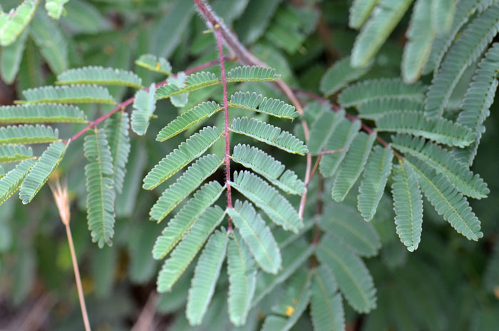 White-ball Acacia has green, compound, deciduous, pinnate leaves arranged alternately along the stem. Note the plants have feathery foliage. Acaciella angustissima